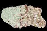 Phytosaur (Redondasaurus) Tooth In Sandstone - New Mexico #107067-3